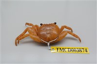 藏品(白紋方蟹)的圖片